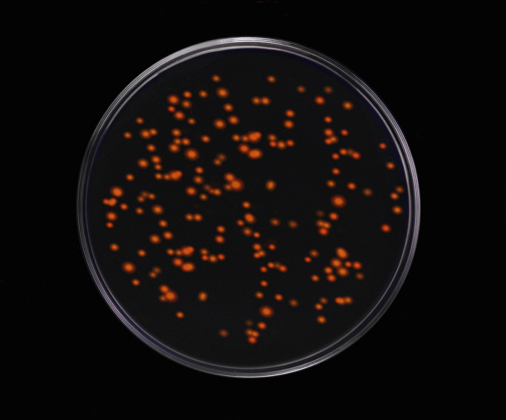 Cypher red bacteria