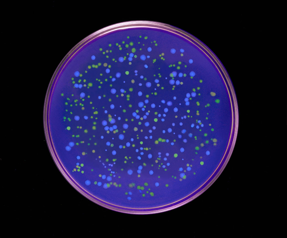 Close-up of Genesis petri dish