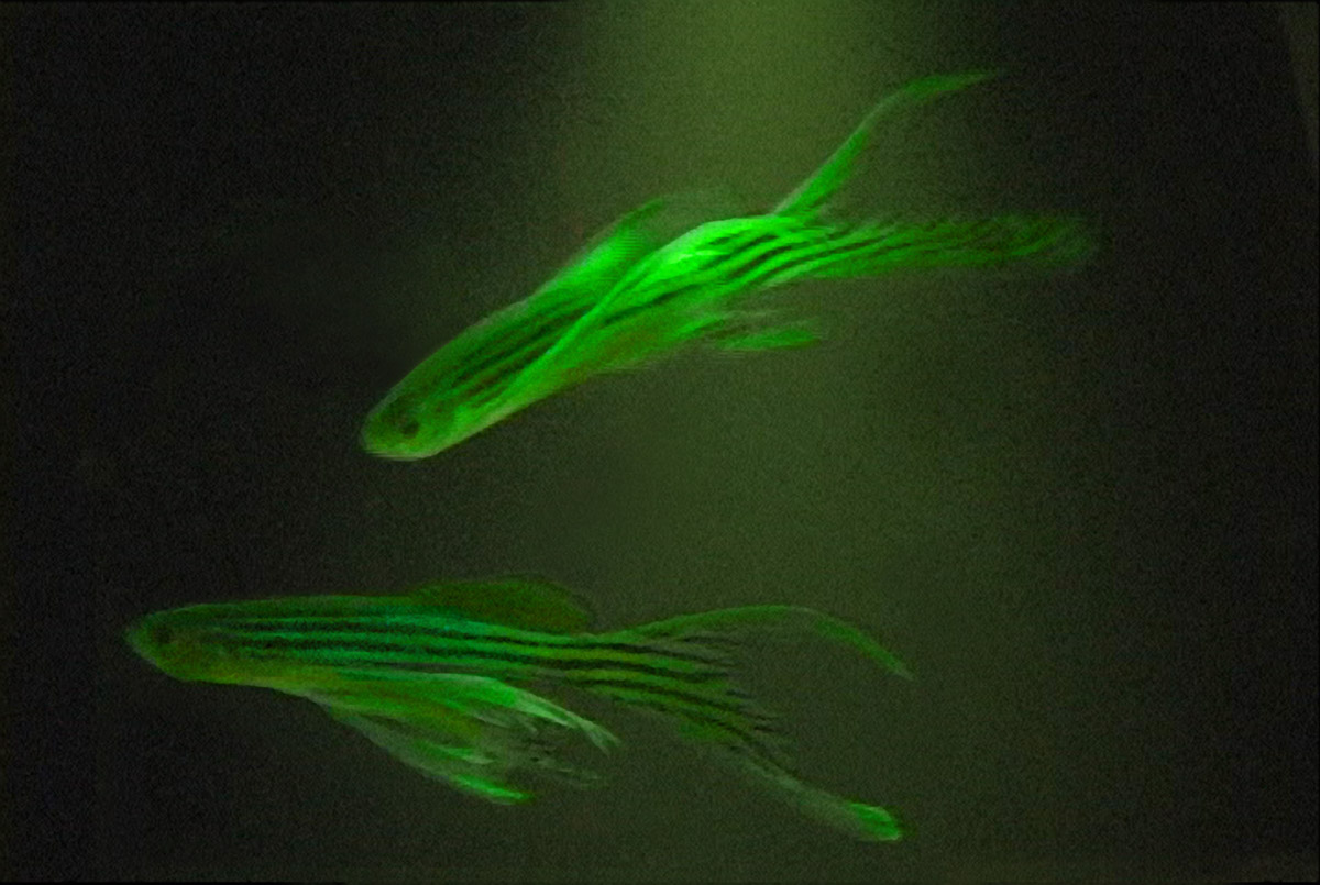 gfp fish