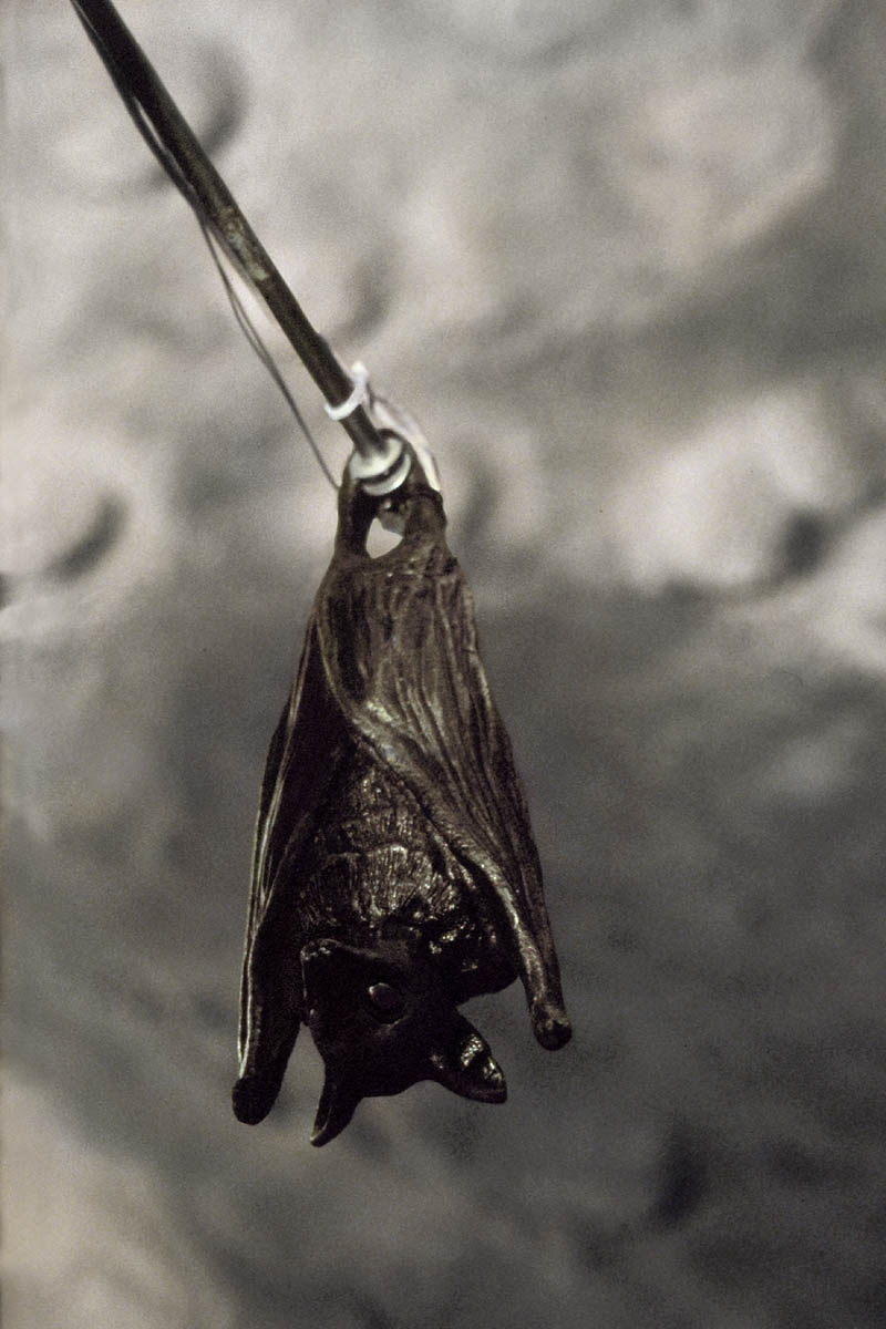 batbot
