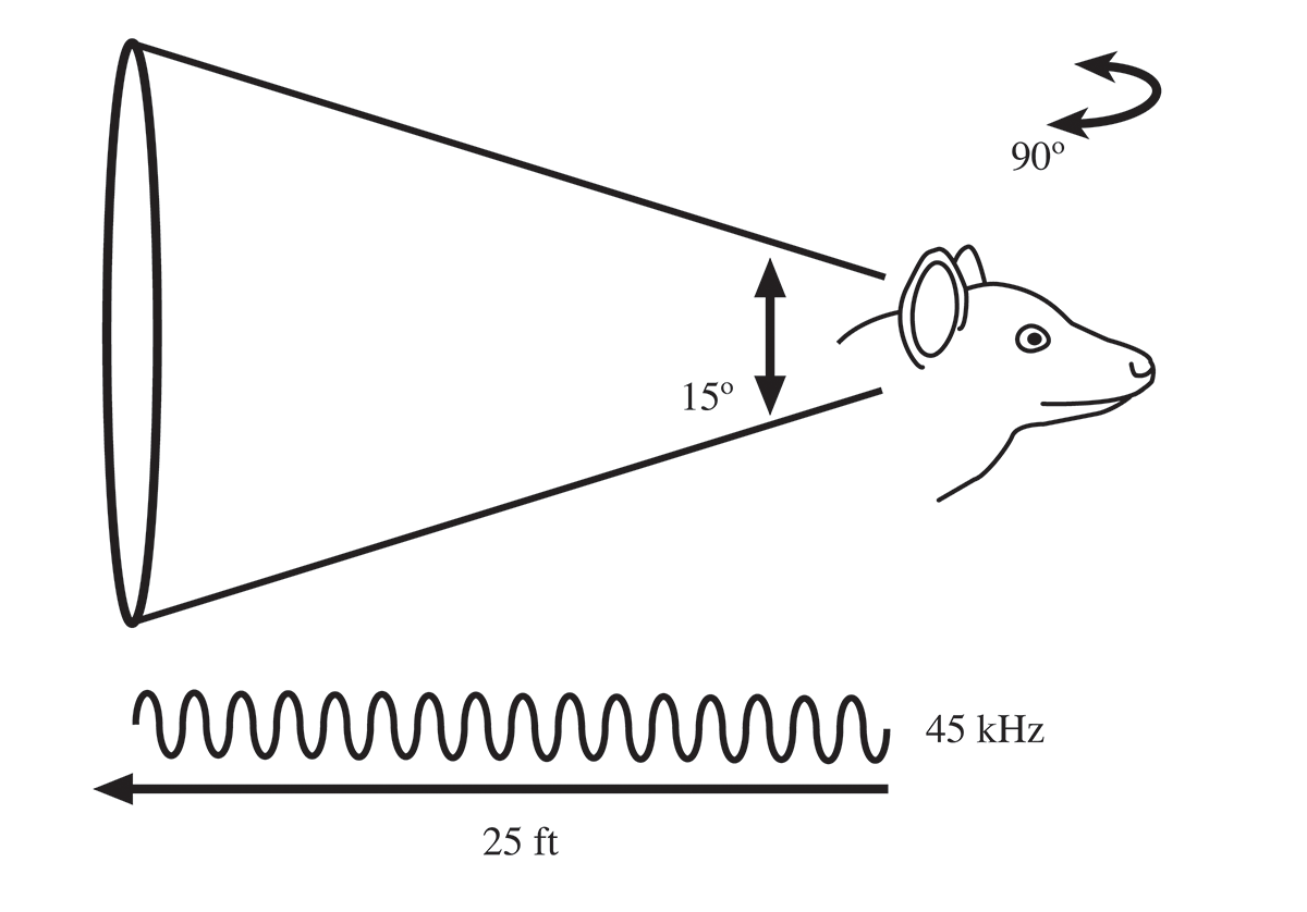 echo diagram