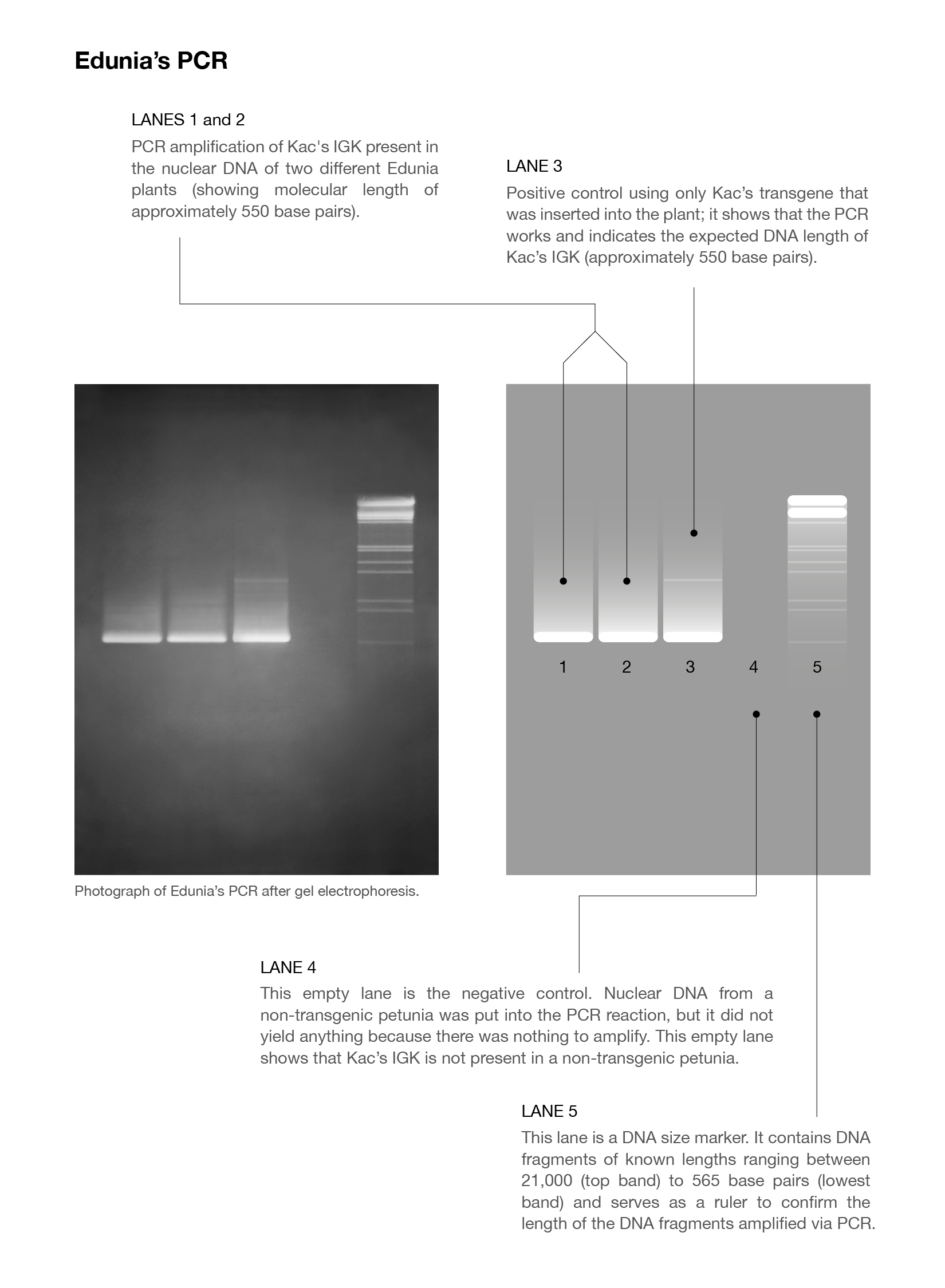 natural history of the enigma coda