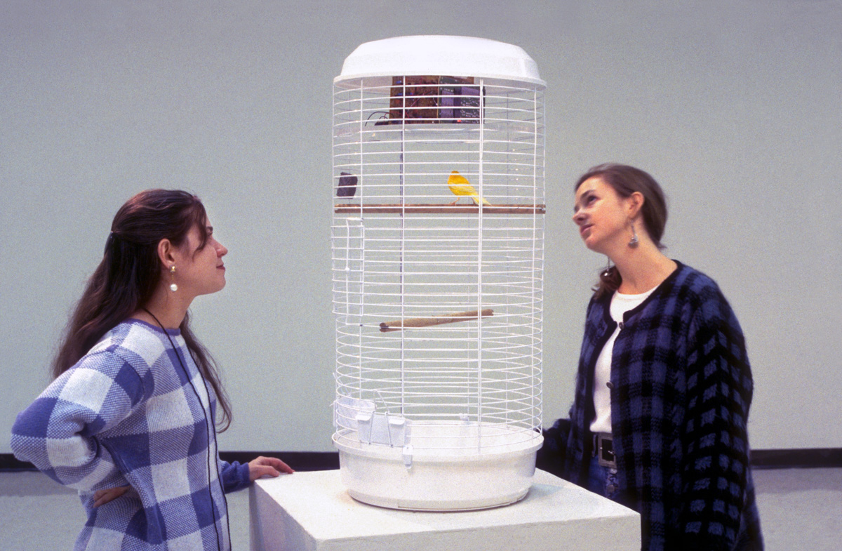 looking at cage