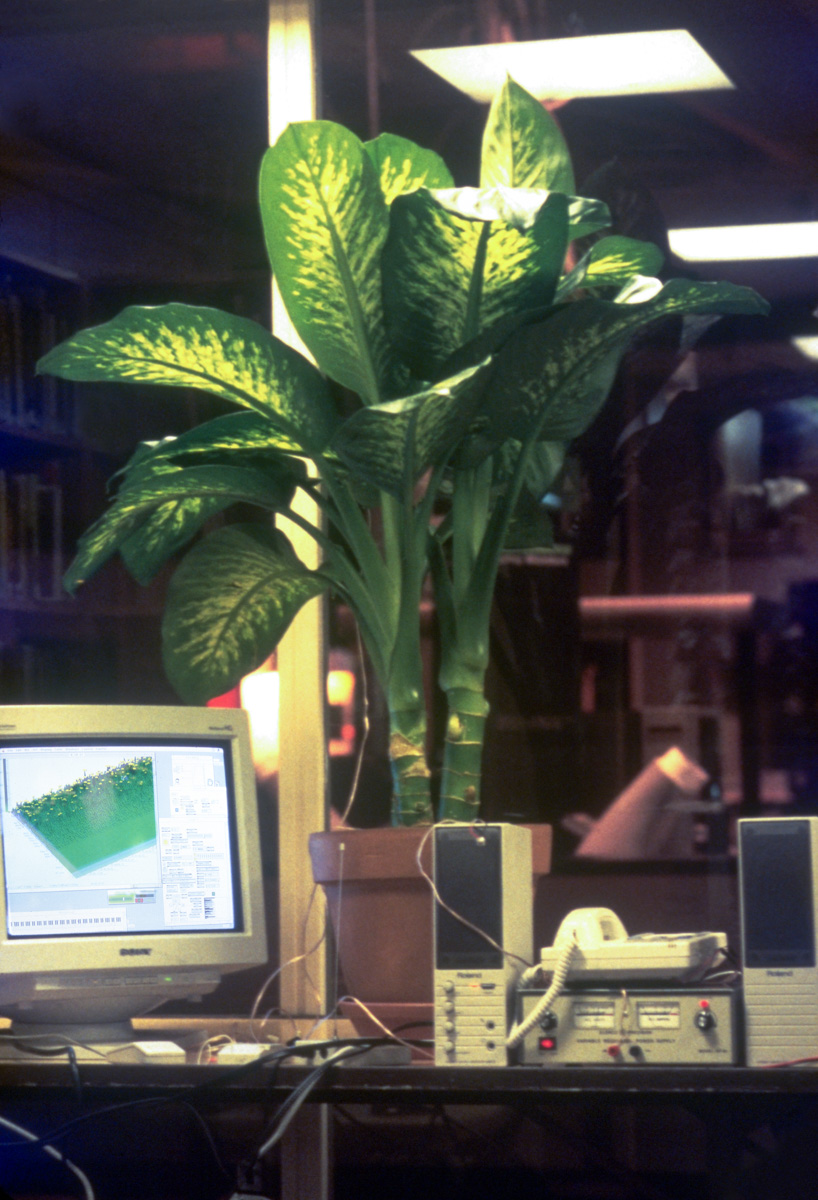 plant