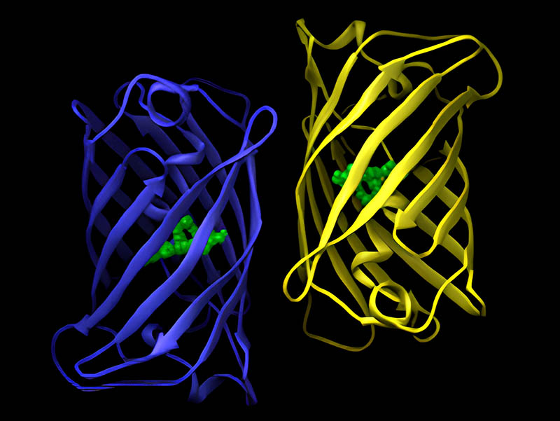 GFP Protein