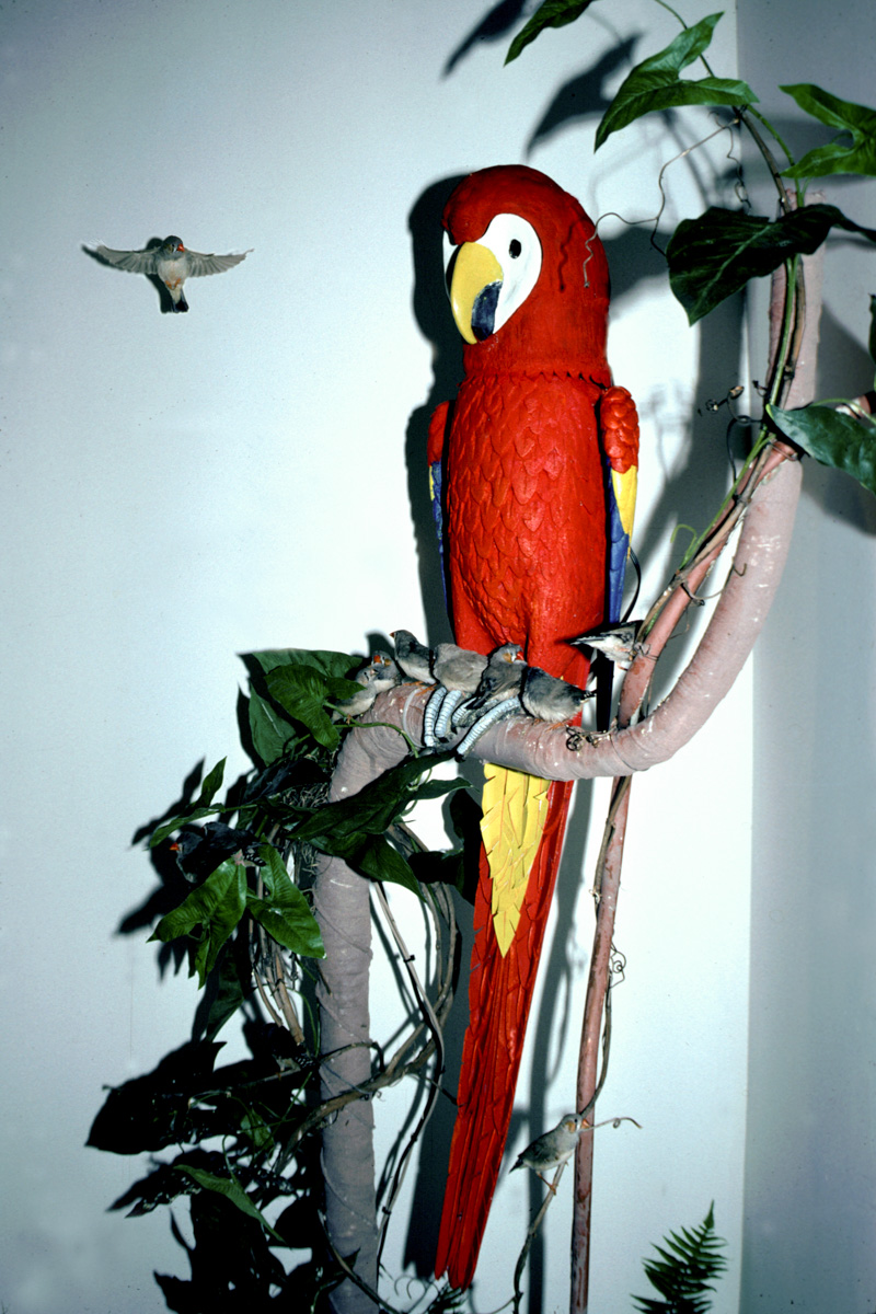 Rara Avis
